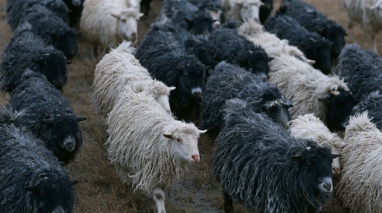 The flock