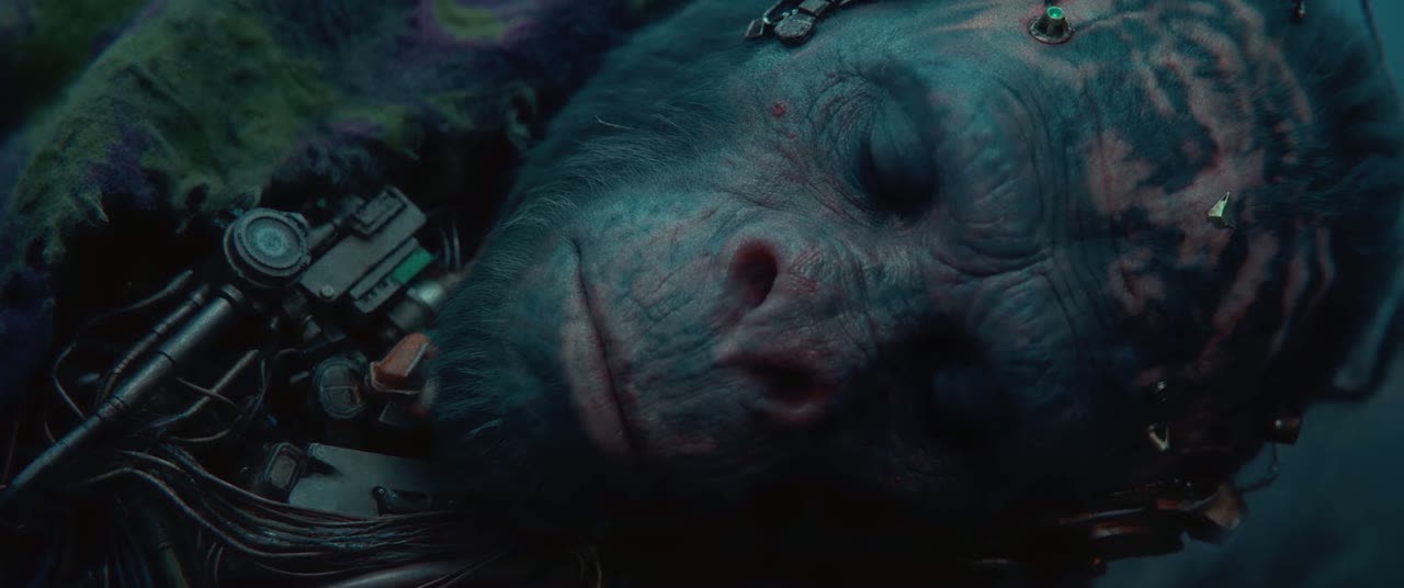 The ape