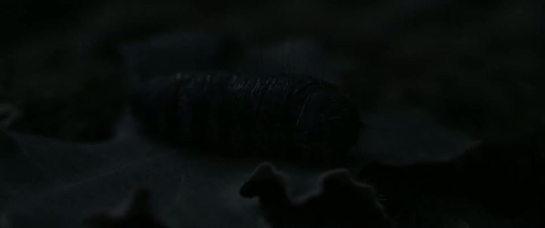 The chrysalis, frame 1 of 8