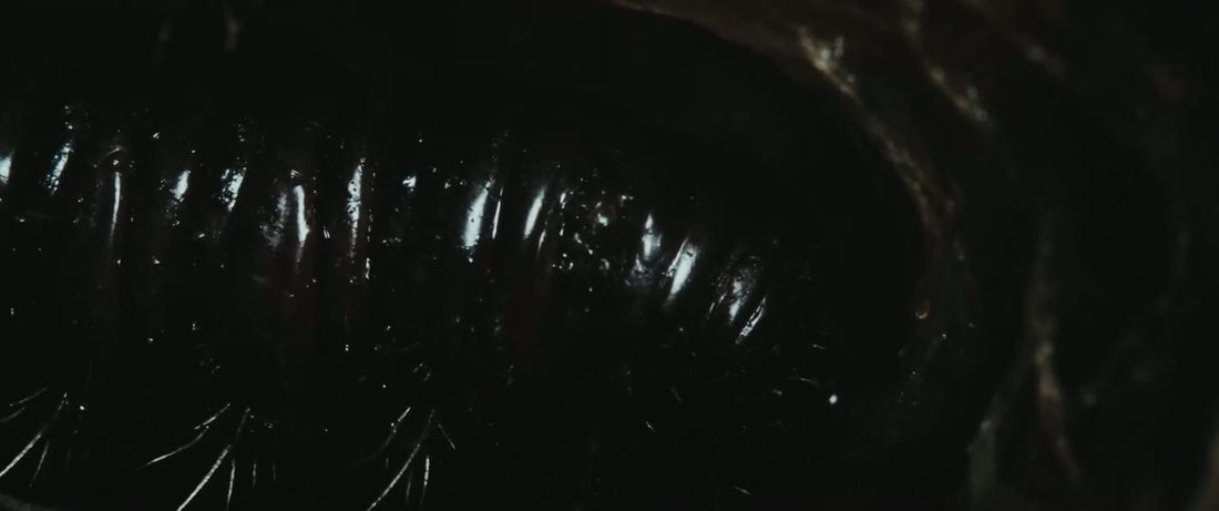 The chrysalis, frame 6 of 8