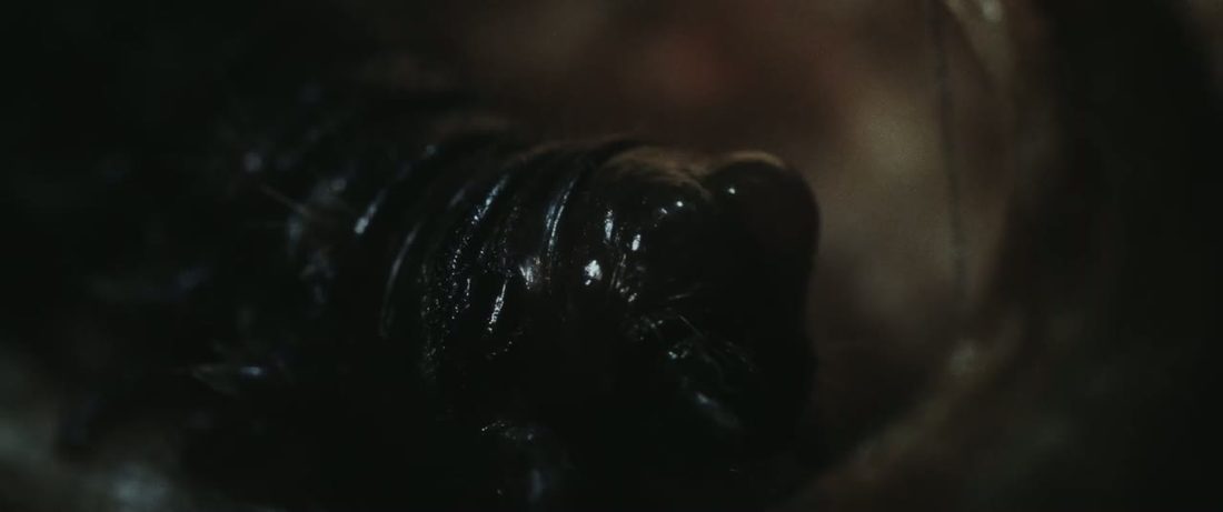 The chrysalis, frame 8 of 8