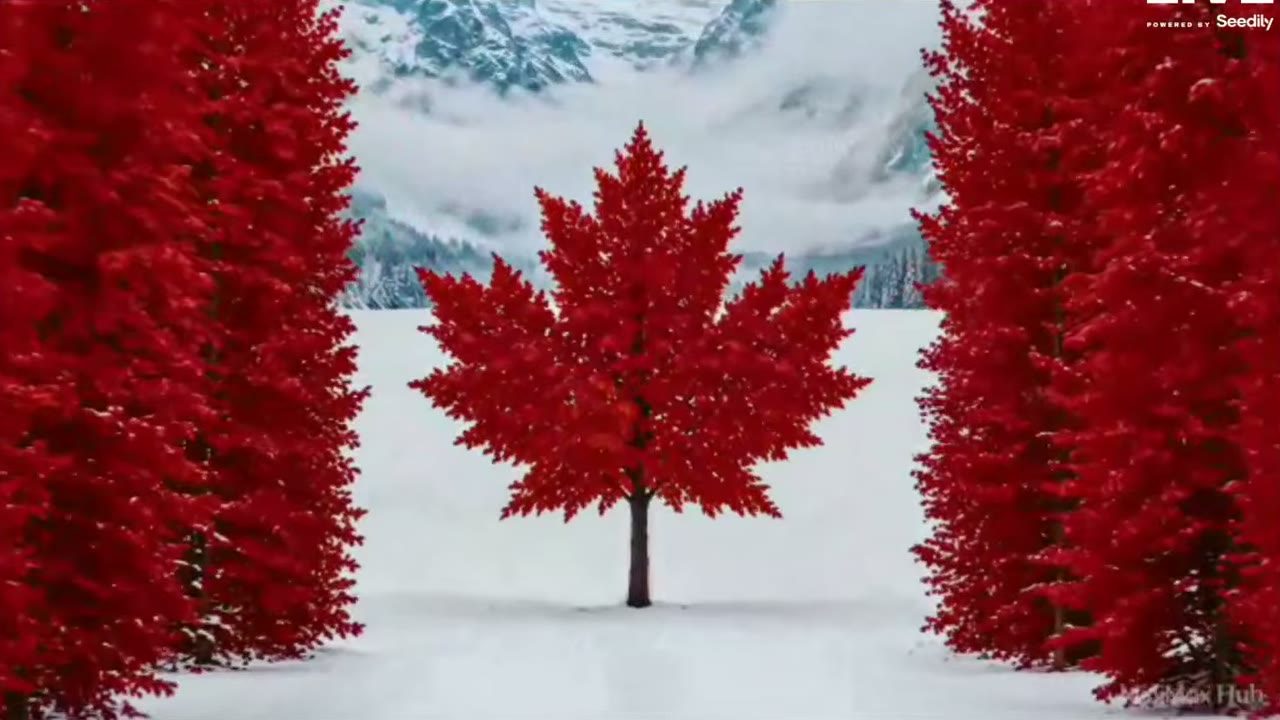 A maple-leaf clearing
