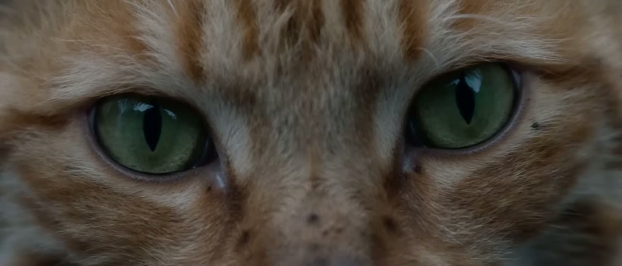 The ginger cat